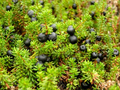 Black ripe wood berry