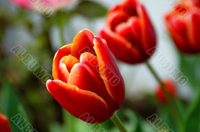 tulip-flower