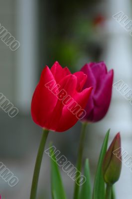 tulip-flower