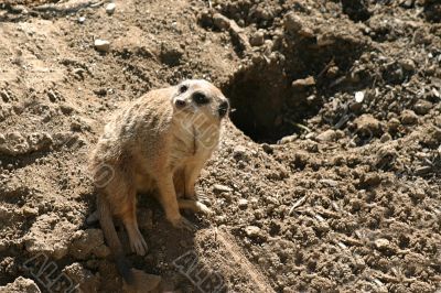 Meerkat 4709