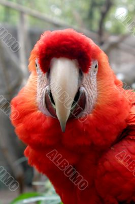 Scarlet Macaw 4853