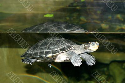 Turtle 4674