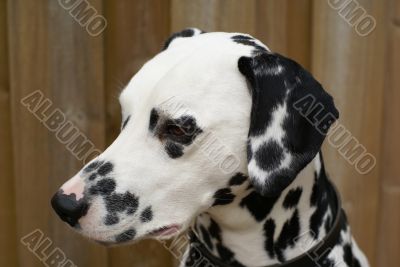 Dalmatian portrait. Dalmatian portrait.