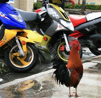 moto rooster
