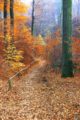 path in beautiful fall forest