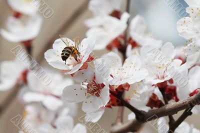 Blossoming apricot