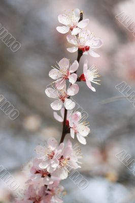 Blossoming apricot