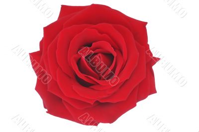 Nice red rose illustration over white