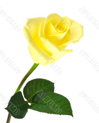Nice yellow rose over white