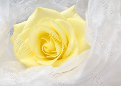 Nice yellow rose in white satin