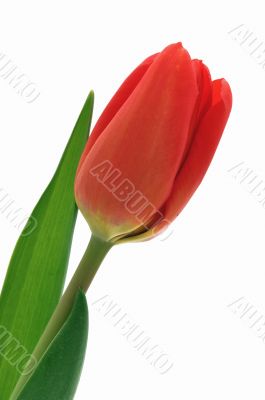 Nice, red, closeup tulip isolated background