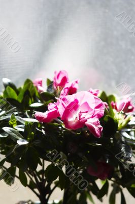 Purple flowers in sunshine at window