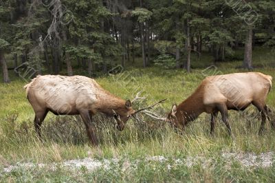 Struggle of deers. Struggle of deers.