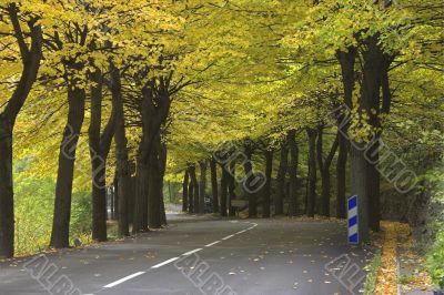 Easy leaf fall