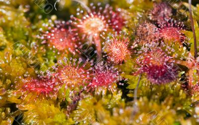 Sundew