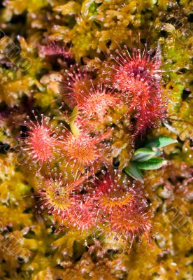 Sundew