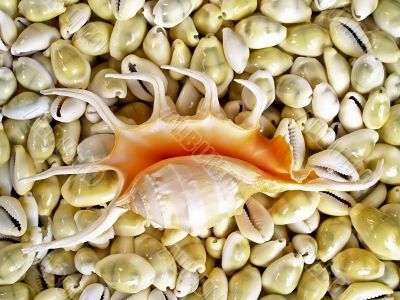 Seashell Lambis Truncata