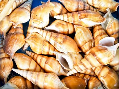 shells bachgroung shells bachgroung