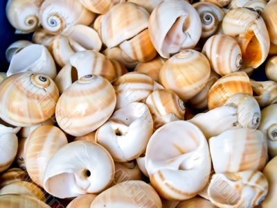 shells bachgroung shells bachgroung