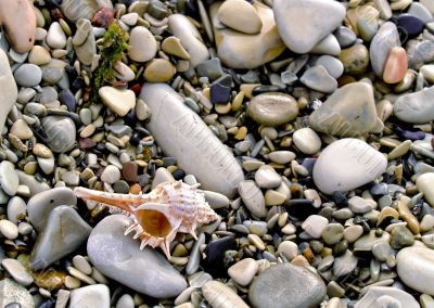 shell on sea pebble