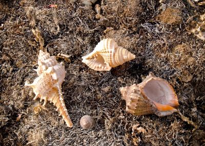 seashells on seaweed seashells on seaweed
