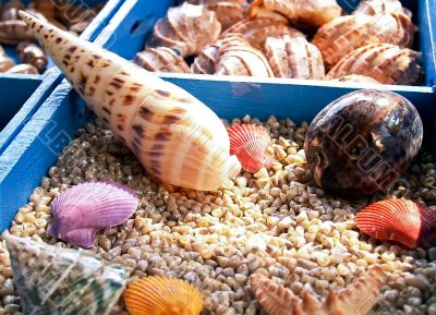 Different seashells Different seashells