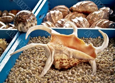 Seashell Lambis Truncata Seashell Lambis Truncata