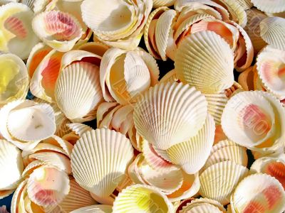 shells bachgroung shells bachgroung