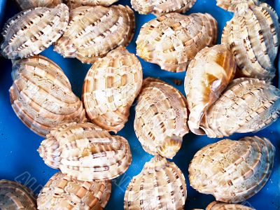 shells bachgroung shells bachgroung