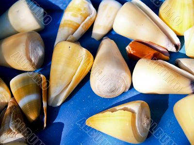 shells bachgroung shells bachgroung