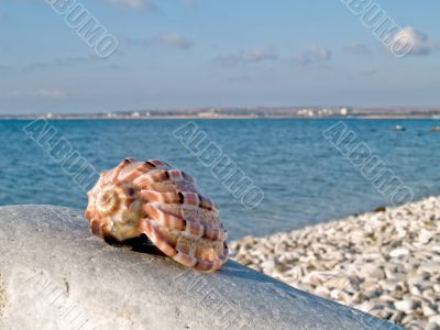 shell on stone shell on stone