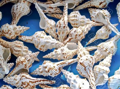 shells bachgroung shells bachgroung