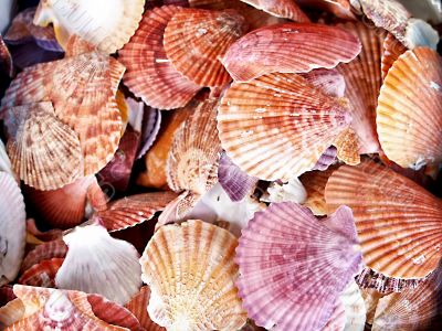 shells bachgroung