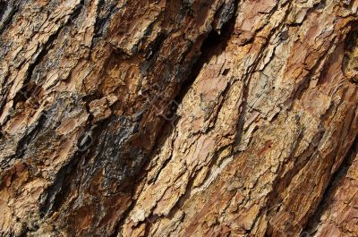 texture tree, close-up