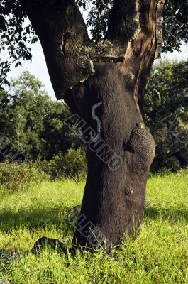 Cork tree forest  - Quercus suber