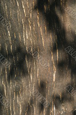 Bark of cork tree detail - Quercus suber