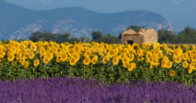 Lavender and sunflower setting in Provence, France Lavender and sunflower setting in Provence, France