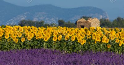 Lavender and sunflower setting in Provence, France