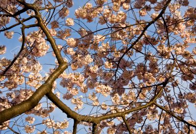 Cherry Blossom Close Up