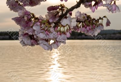 Cherry Blossom in front of sunset