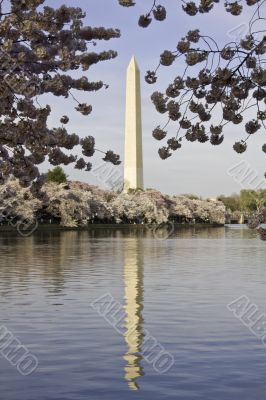 Washington Monument framed with Cherry Blossoms