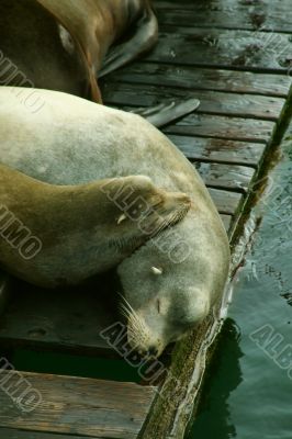 California sea lions on wharf