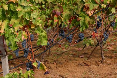 Cluster of grapes, ripening