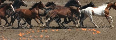 Running horses and fire circles