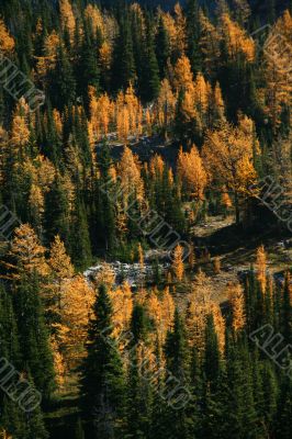 Autumn, orange larches &amp; conifers