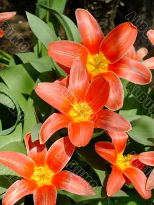 Star tulips