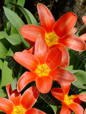 Star tulips