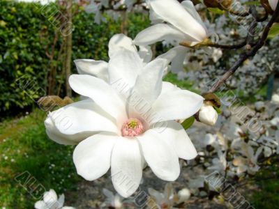 Japanese magnolia