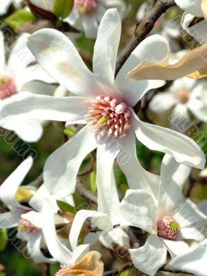 Japanese magnolia