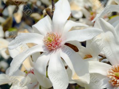 Japanese magnolia